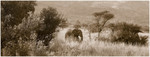 Elephant, South-Afri